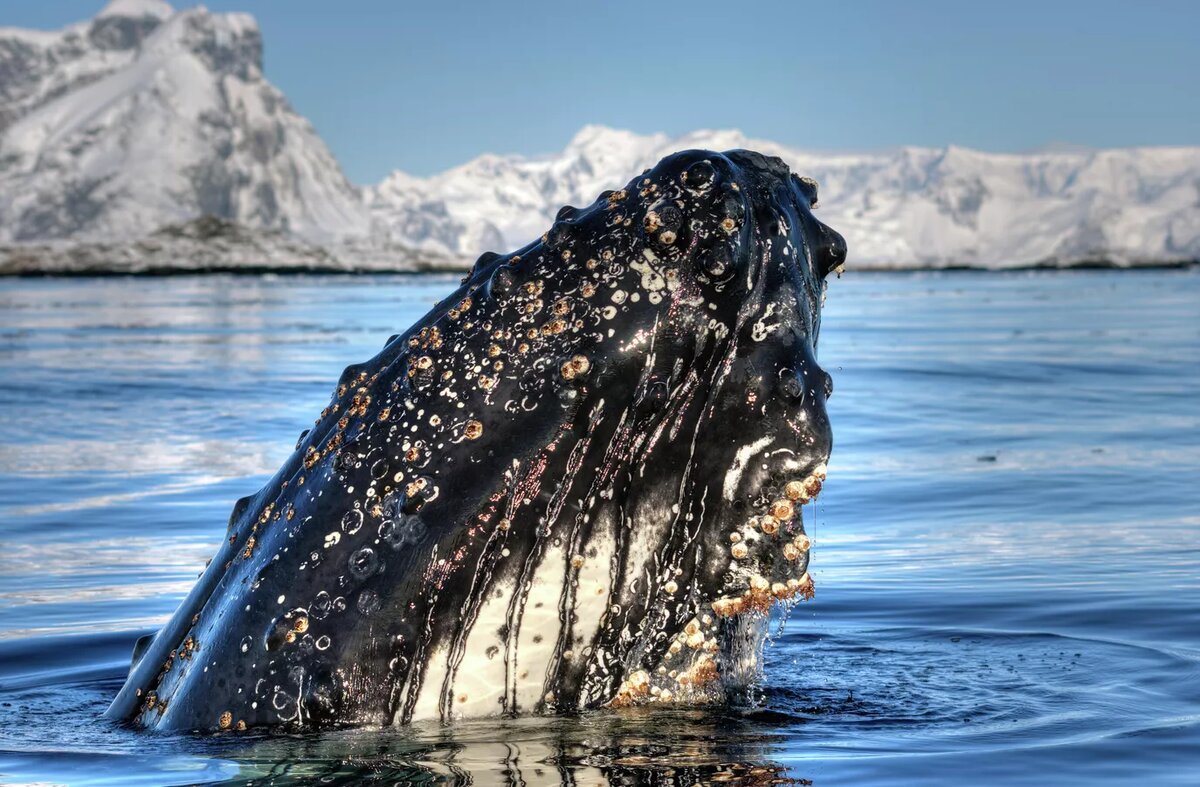 Кит у берегов Антарктиды | © Depositphotos.com / Tarpan