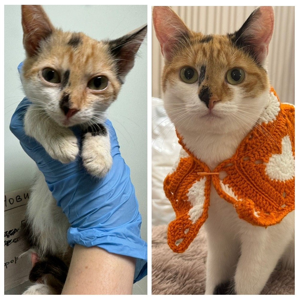 Чудесная Перлита обрела свою лучшую домашнюю жизнь 12 декабря 2024 года.