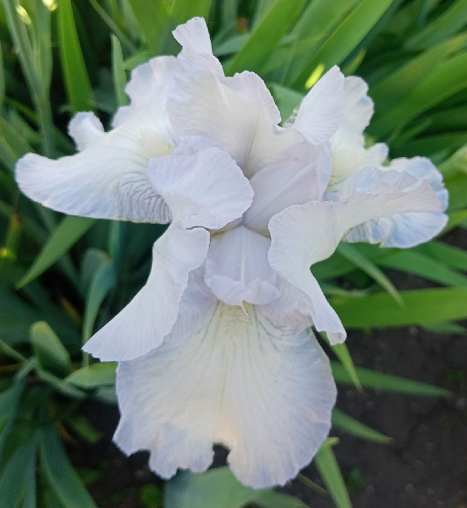 ирис English Cottage (Инглиш Коттедж)