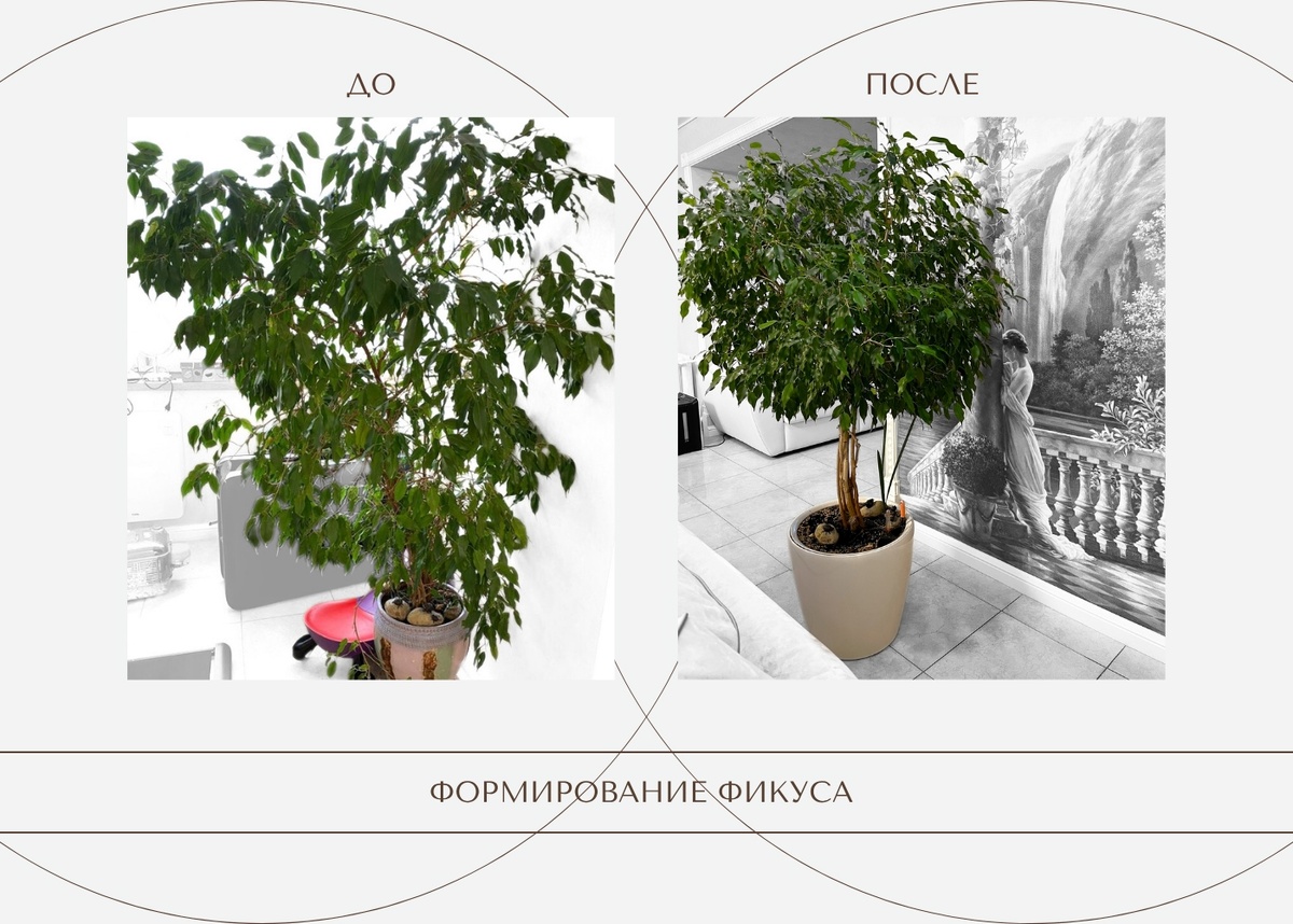 Формирование Фикуса Бенджамина ⑦ (фото из личного архива)