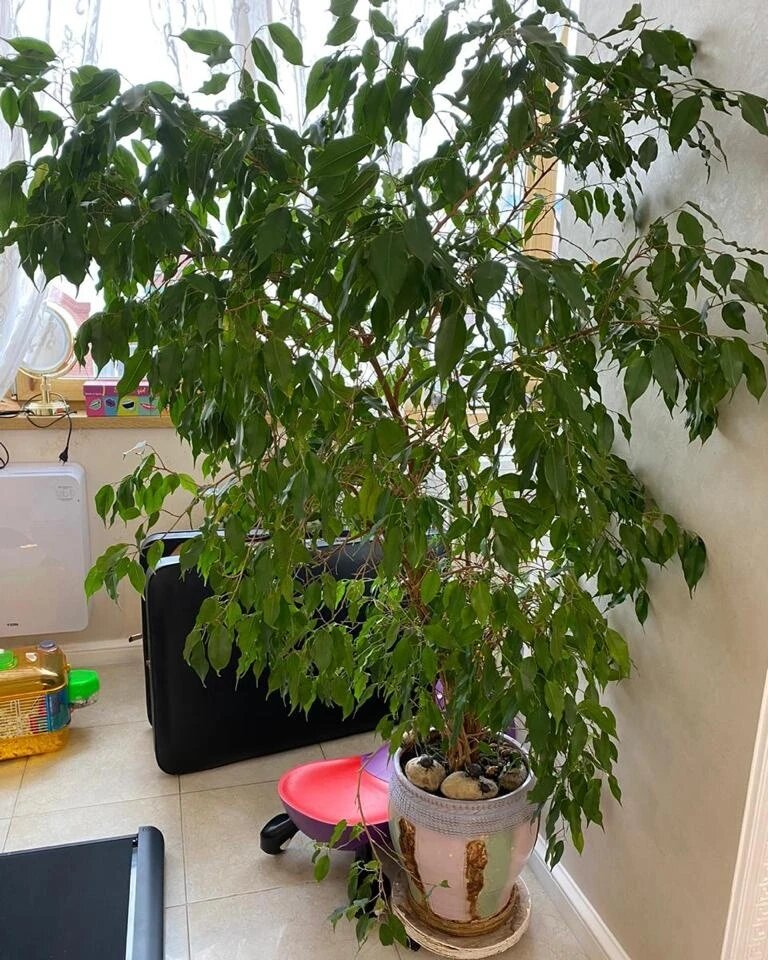 Фикус Бенджамина фото от клиента для ознакомления с чем придется работать (фото из личного архива)