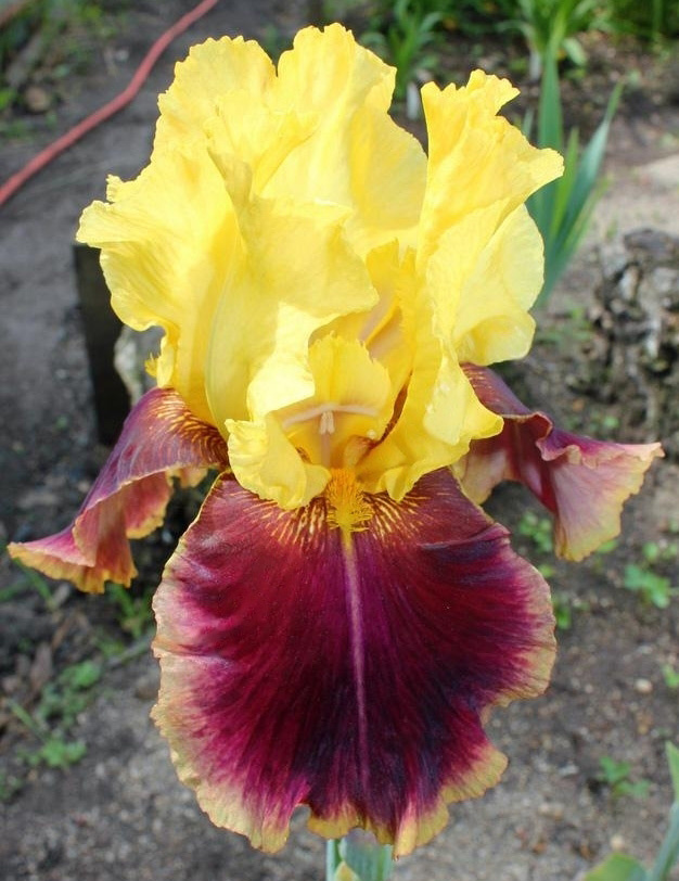 ирис Dinozavr (Динозавр)