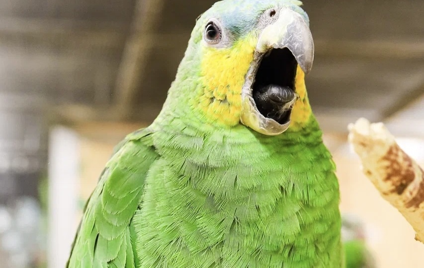Как попугаи выбирают «своего» человека: 5 признаков симпатии у птиц