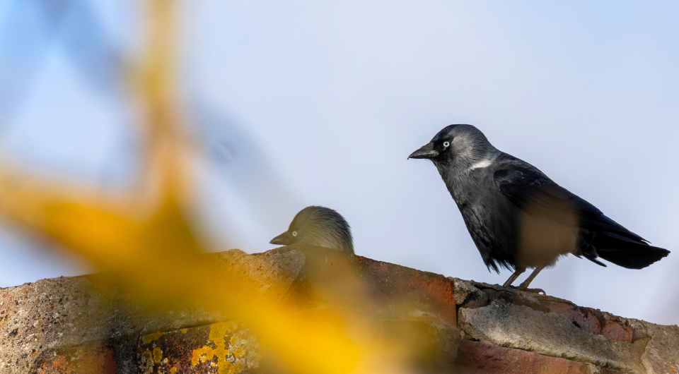   Bene Riobo / Wikimedia Commons / CC BY-SA 4.0