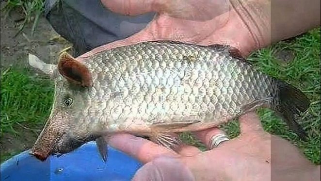 Как приготовить филе щуки чтобы получилась картошка со свининой