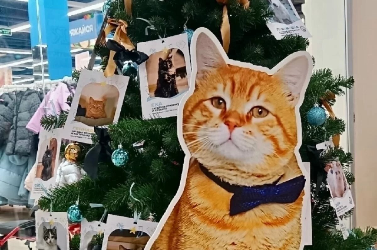    В Твери открылась первая офлайн-ёлка с пожеланиями бездомных животных