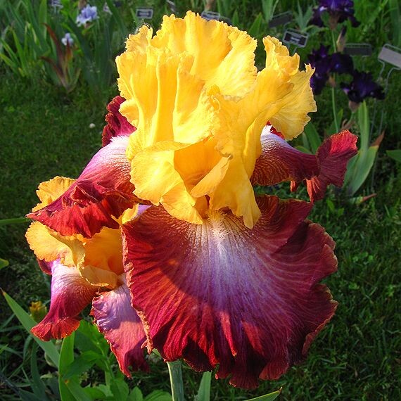 ирис Darcy's Choice (Дарсиз Чойс)