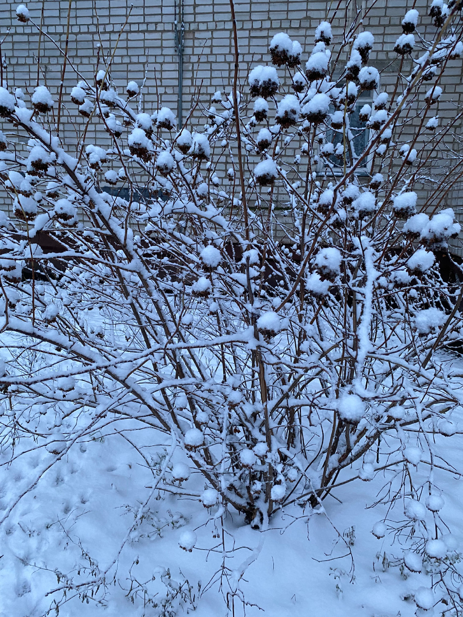 Все фотографии для вас сделал мой Айфоня