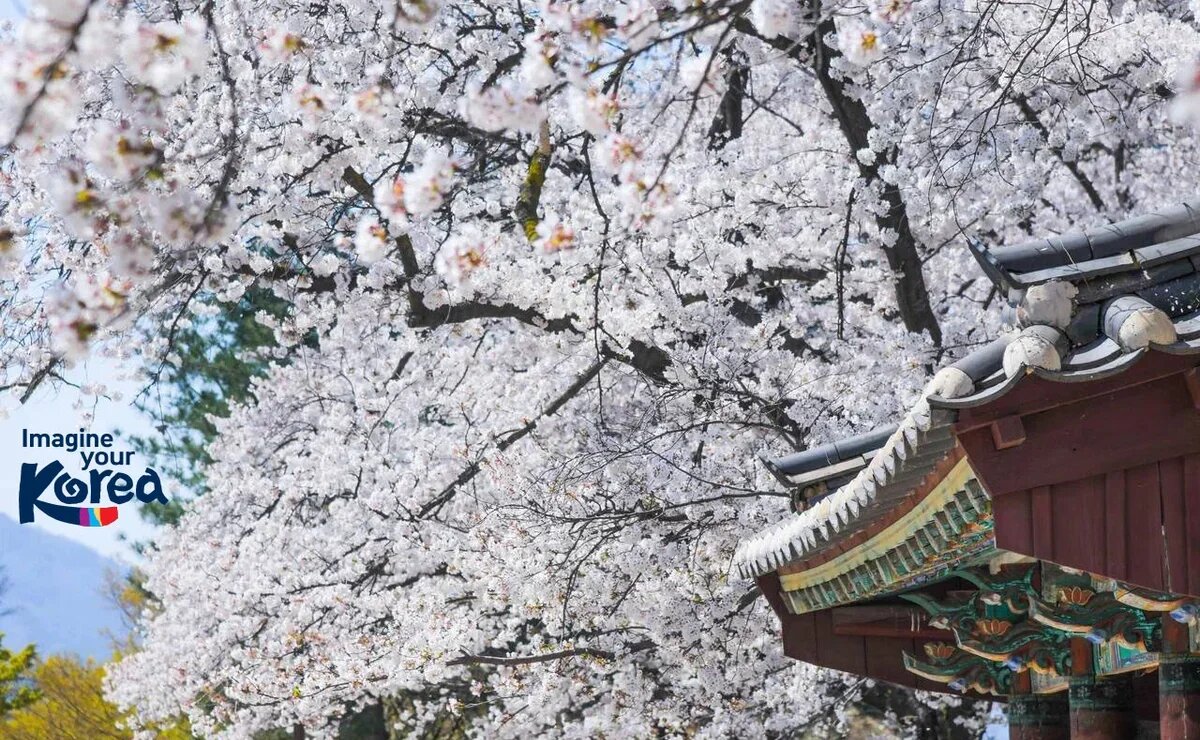    Россиянам предложили интересные туры в Южную Корею на весну 2026 года