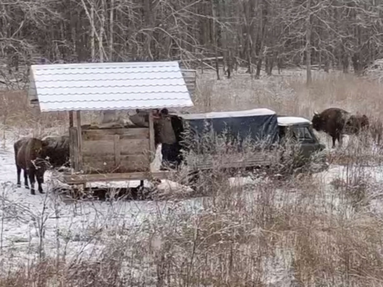     Фото: "Калужские засеки"