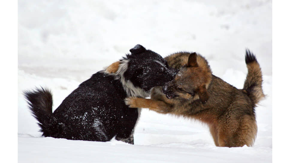 Фото: Антон Спиридонов / Коммерсантъ
