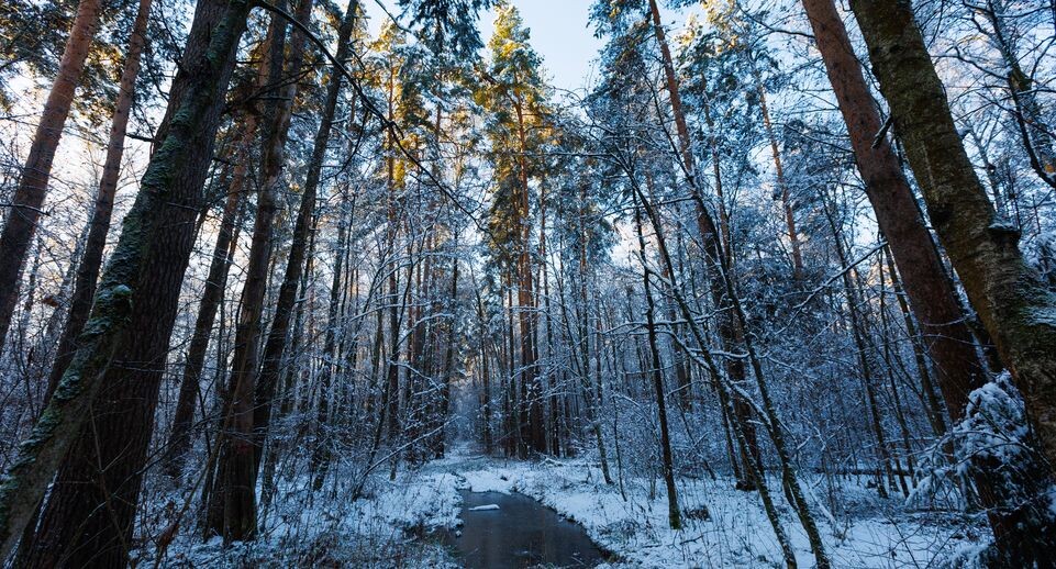    Зима наступила в Подмосковье / Медиасток.рф