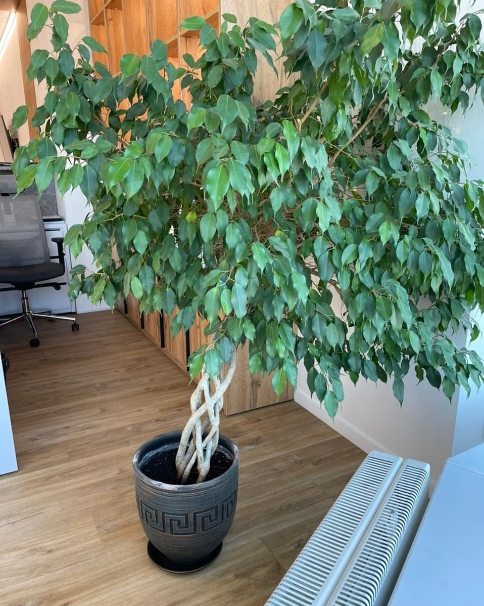 Фото от заказчика ( фото из личного архива)