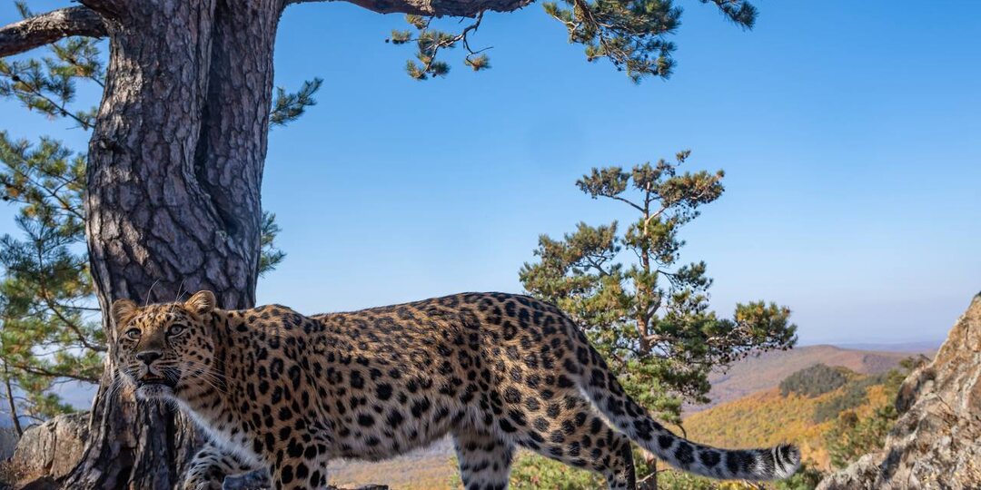 Пятнистая осторожность