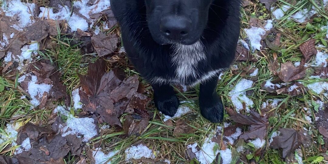 Бездомные рождаются дома