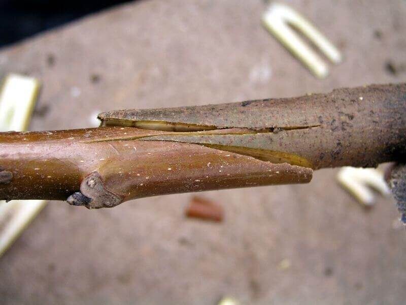 Копулировка.