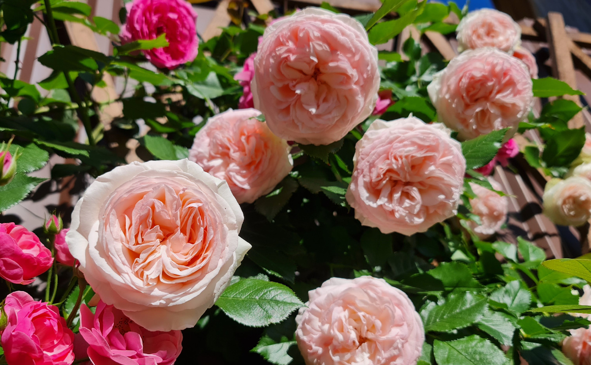 Так цветёт Пьер де Ронсар 