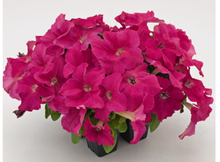 🌼Самая миниатюрная петуния - SUCCESS! HD