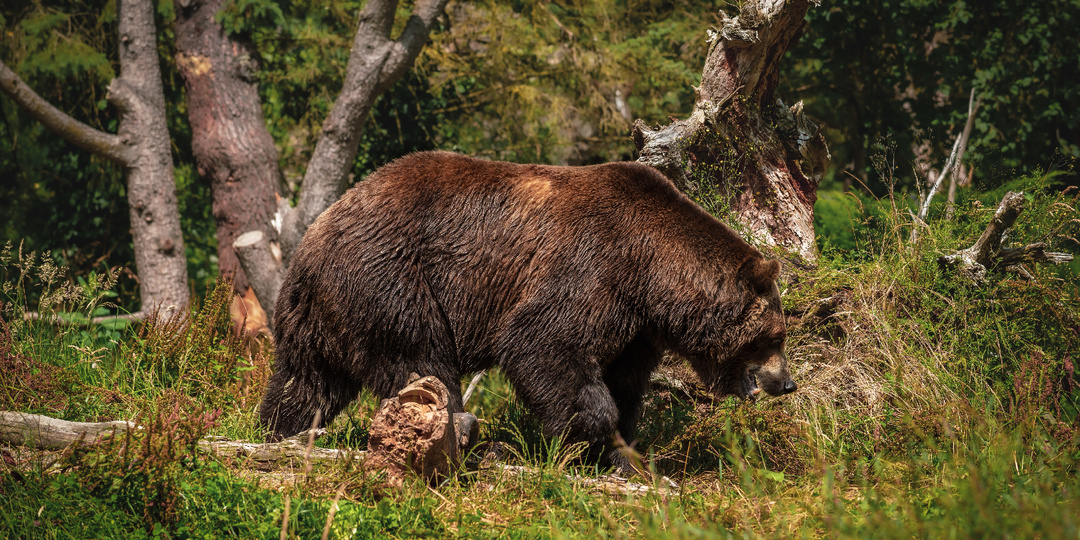 В Калужской области сократилась популяция бурого медведя