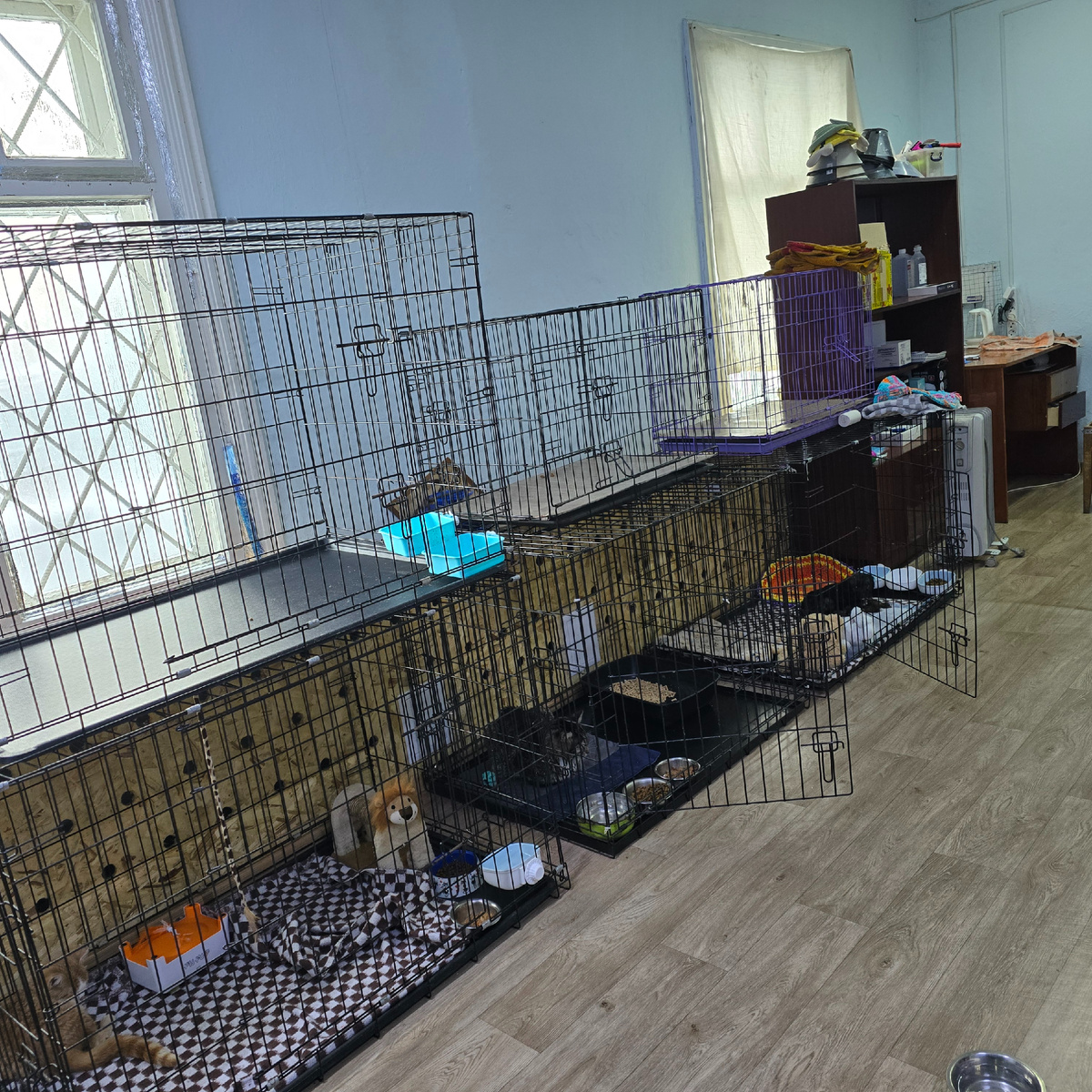 клетки как тюремные камеры для невинных