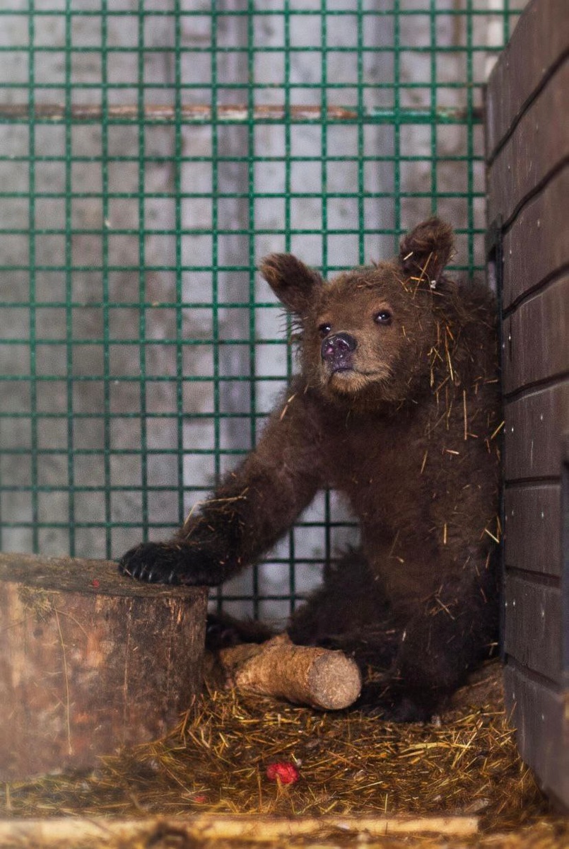 Маленькая Софья Кареновна , приют СПАСИ МЕНЯ,  Челябинск