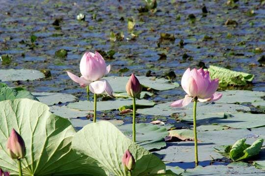Лотос (Nelumbo) — полупогружное водное древнее растение, появившееся ещё в третичном периоде, процветающее и поныне. У лотоса крупные цветки и зеленовато-сизые, покрытые восковым налётом щитовидные, плавающие и возвышающиеся над поверхностью воды листья (до метра в диаметре).