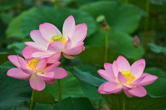  Лотос орехоносный.