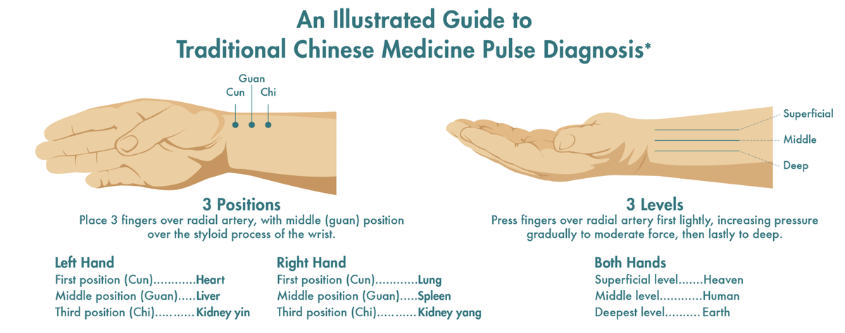 Иллюстрация от Emperor’s College of Traditional Oriental Medicine