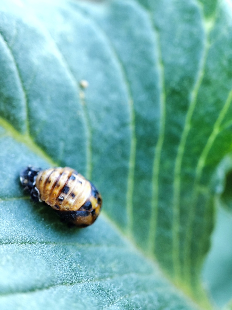 животное на моей капусте