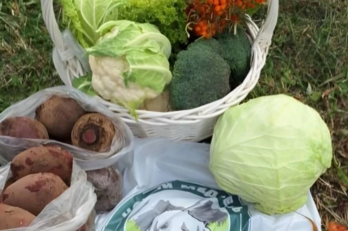    Камчатская компания «Новый медведь» предлагает овощи по социальной цене