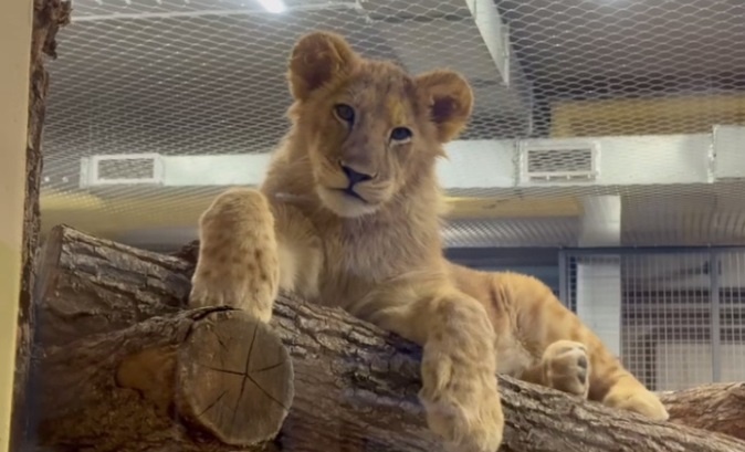    Фото: Пермский зоопарк/ТГ Ульяна Бажанова