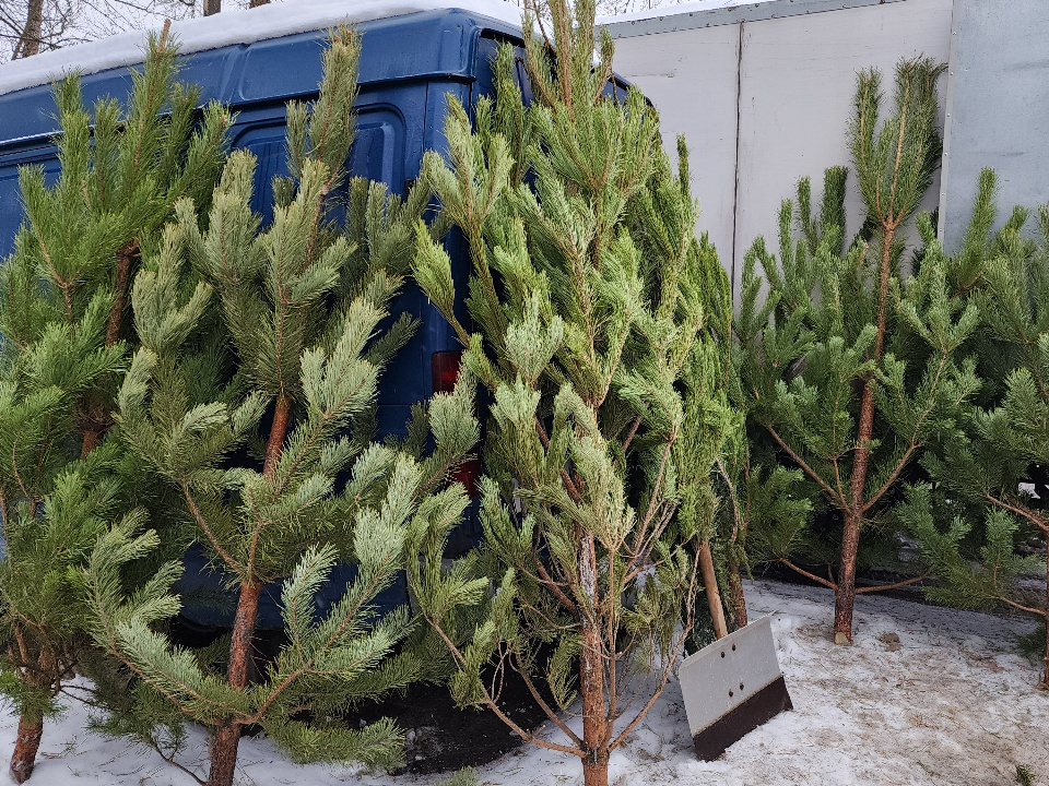     Фото: МедиаБанк Подмосковья/Валерия Тингаева