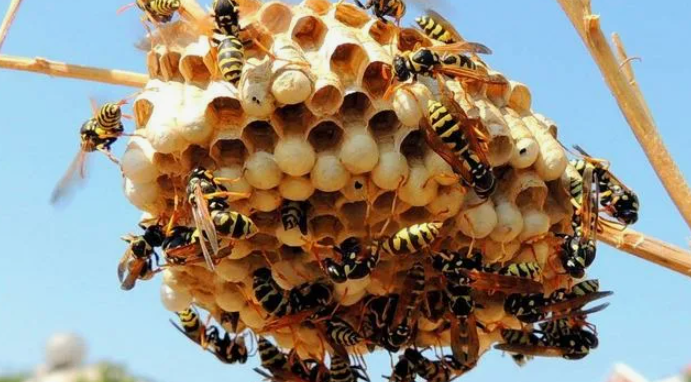 Осиное гнездо — удачная находка, которой можно позавидовать. Вот в чём реальная польза