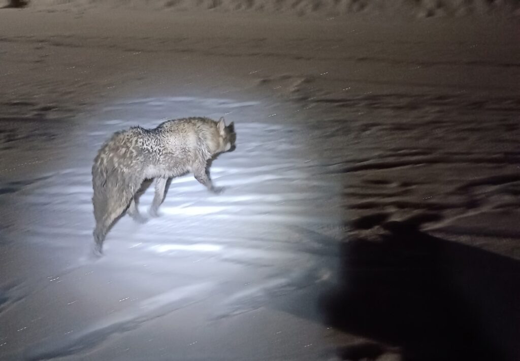    Фото: Поисково - спасательная служба КМО(16+). / VK Полина Анкушина
