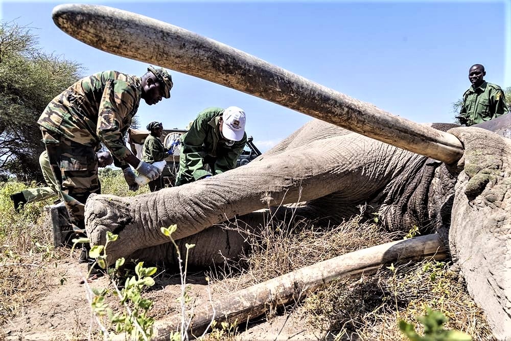 Первая помощь Толстому