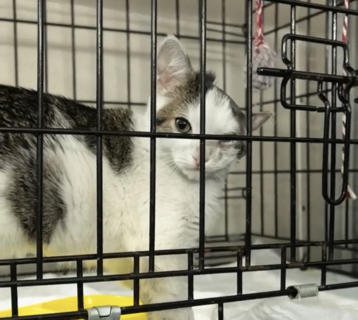 Встретил меня практически тигр, расхаживающий взад и вперед по своим угодьям. Фото из архива автора