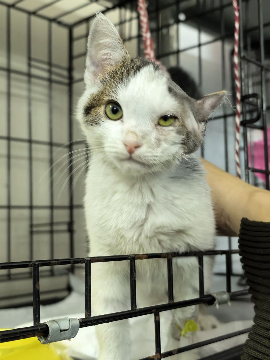 Шерсть отрастет и ушко снова станет милым и плюшевым. Фото из архива автора