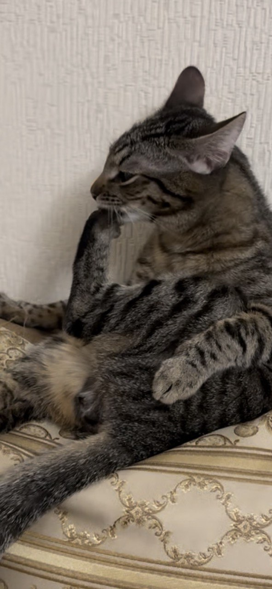 процедура кото-маникюра