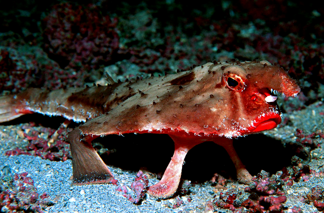 Лат. Ogcocephalus darwini. Источник фото: my.mail.ru