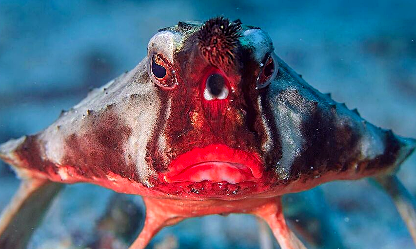 Снимок: pikabu.ru