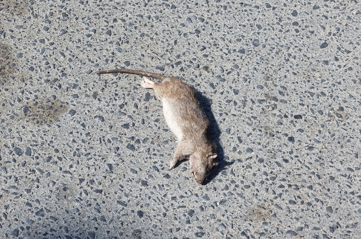    Ирина Яковлева