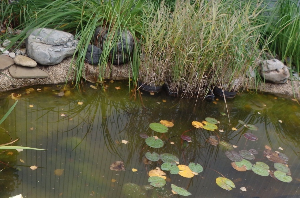  Водоем осенью