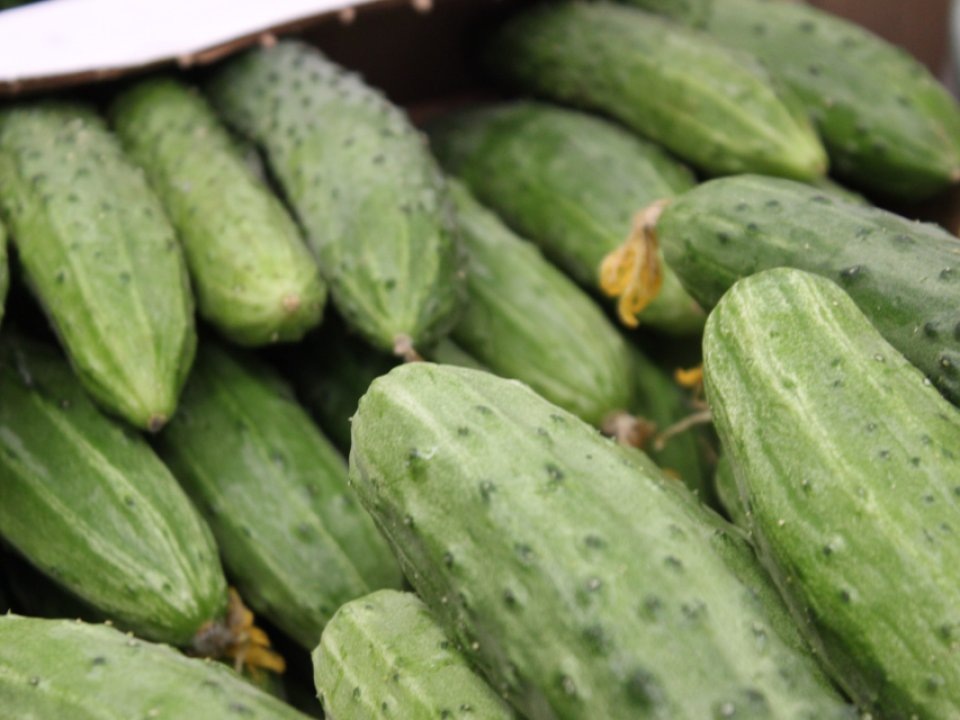     Фото: REGIONS/Анастасия Широкая