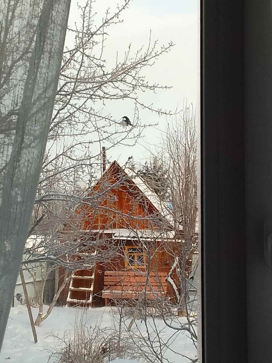 Сидит, холодно, нахохлилась