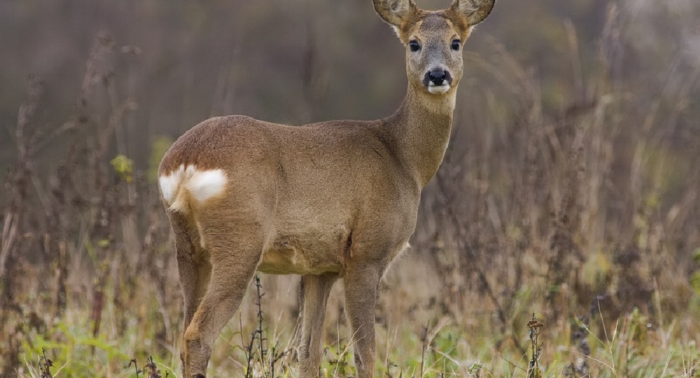 30 фактов о косулях: зачем им «зеркало» на попе и почему самцы теряют рога?