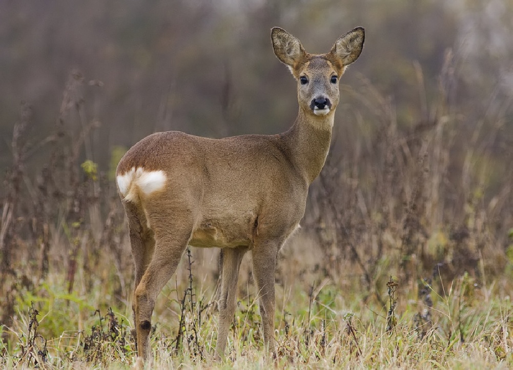 Этот взгляд способен растопить любое сердце, но не дайте себя обмануть!