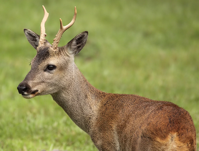 На фото сибирская косуля.