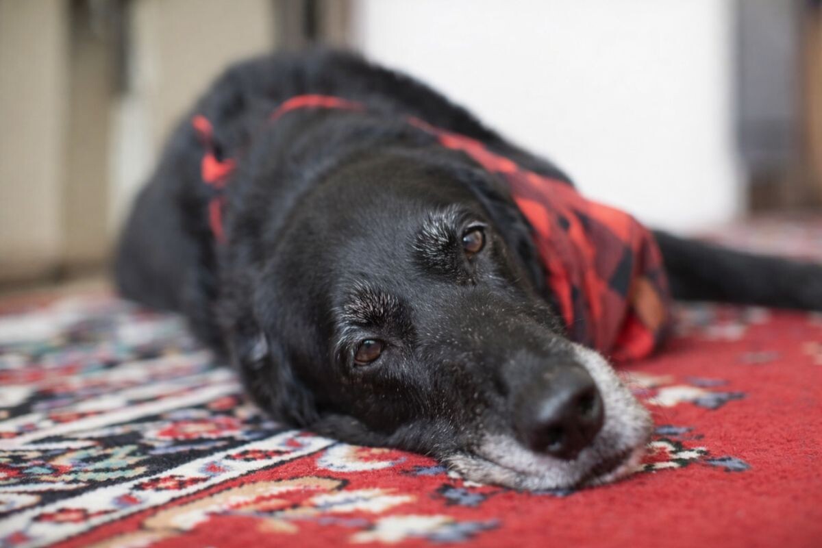 Пожилая собака 