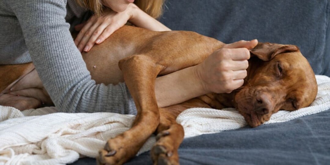 Последний день с собакой: 7 вещей, о которых владельцы жалеют сильнее всего