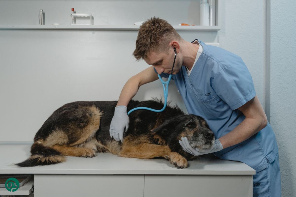 Собака у врача 